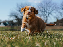 How to socialise my puppy