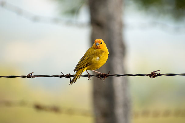 Image by César Ardila