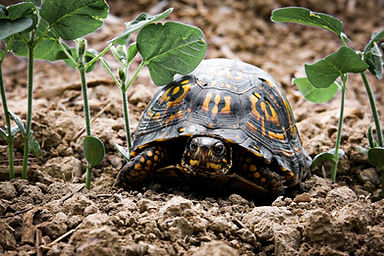 A Box Turtle moving along the ground representing the wildlife that can be found in Chestnut Mountain Nature Park.