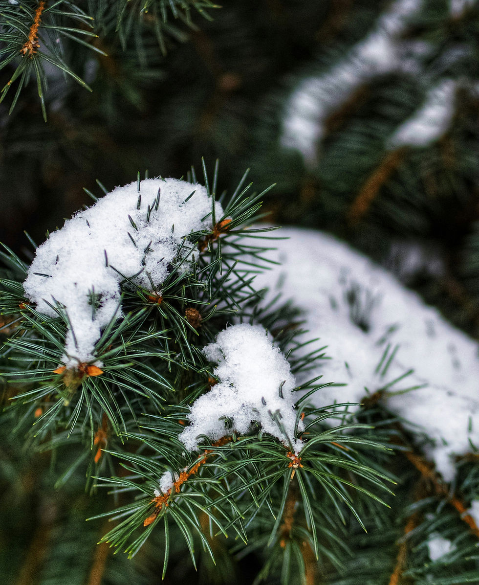 Image de Natalia Trofimova