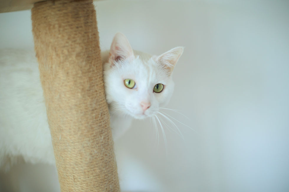 cal behing table leg looking curious