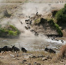 serengeti migration fly in safari