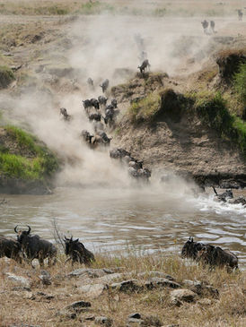 Wildebeest crossing the Mara River during migration on a safari from Zanzibar