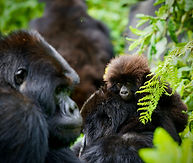 Image by Jeremy Stewardson