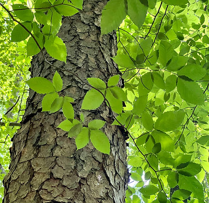 Image by Stephanie Klepacki