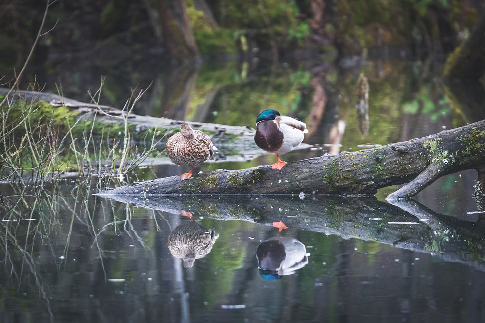 Image by Mathias Elle