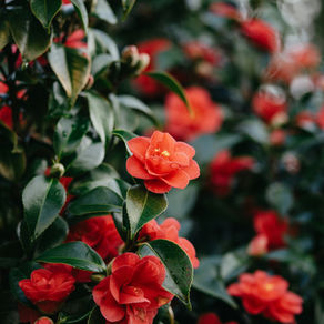 green shrub with orange flowers
