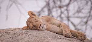 Sleeping lion on Serengeti kopje during fly-in safari game drive