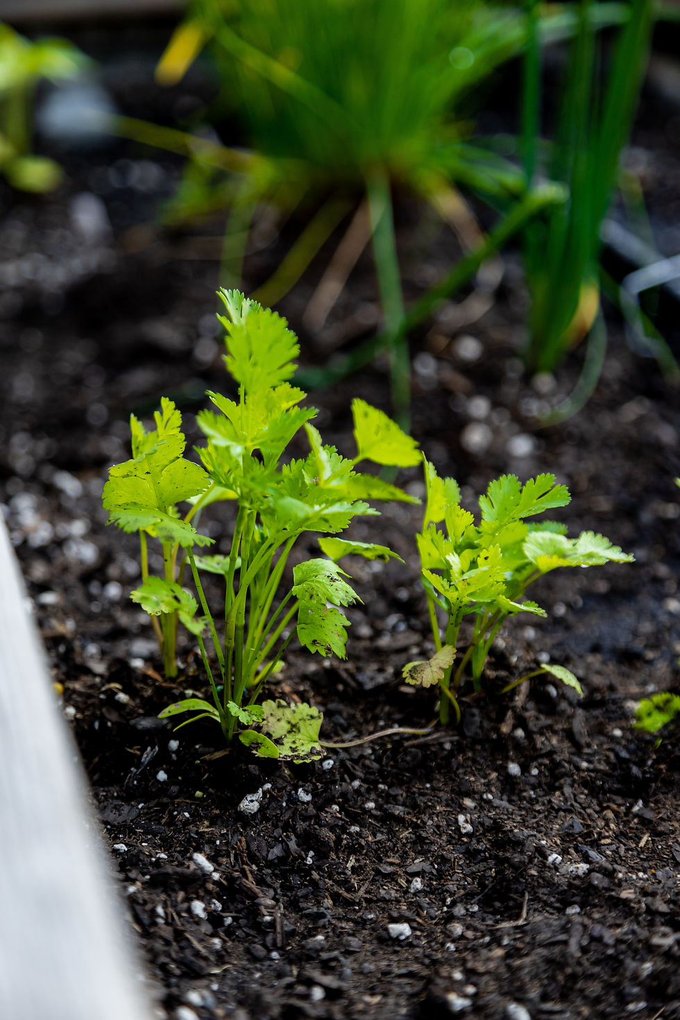 Cilantro planted in soil.