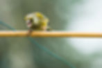ree