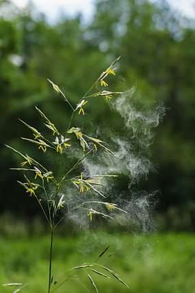 Natural allergy relief London Ontario
