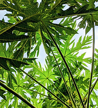 Image by Farhan Azam