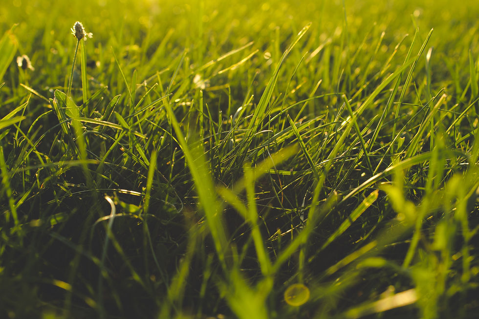 Agrobid Marketplace Agro - Conheça o método de combate ao capim-annoni