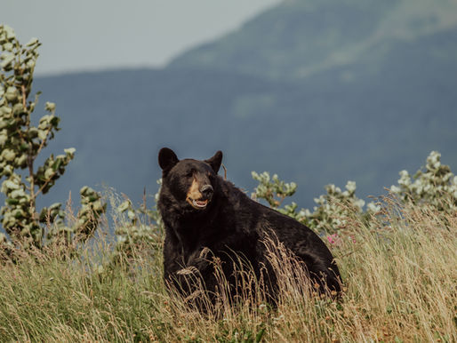 Walk Softly: Black Bears – Our Amazing Neighbours