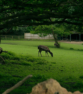 Image by Roman Akash