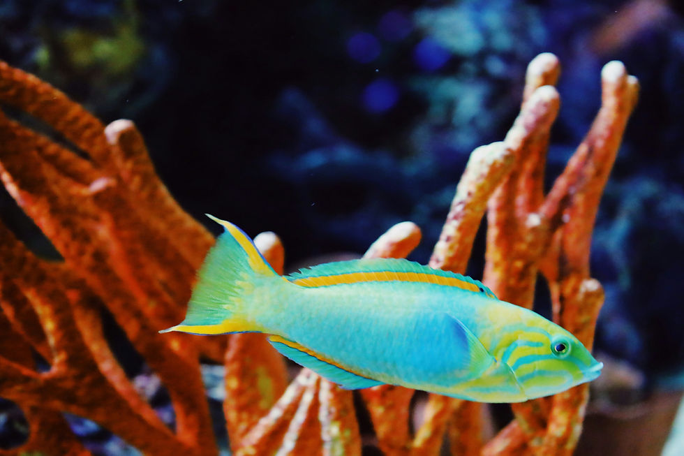 Colorful Reef Fish