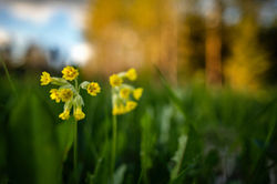 黄花九轮草 Cowslip