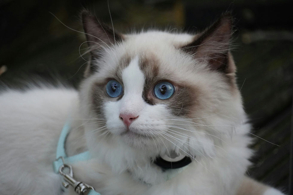 alerji yapan kedi ırkları