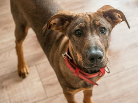 rescue dog