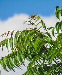 Image by Madhav Malleda