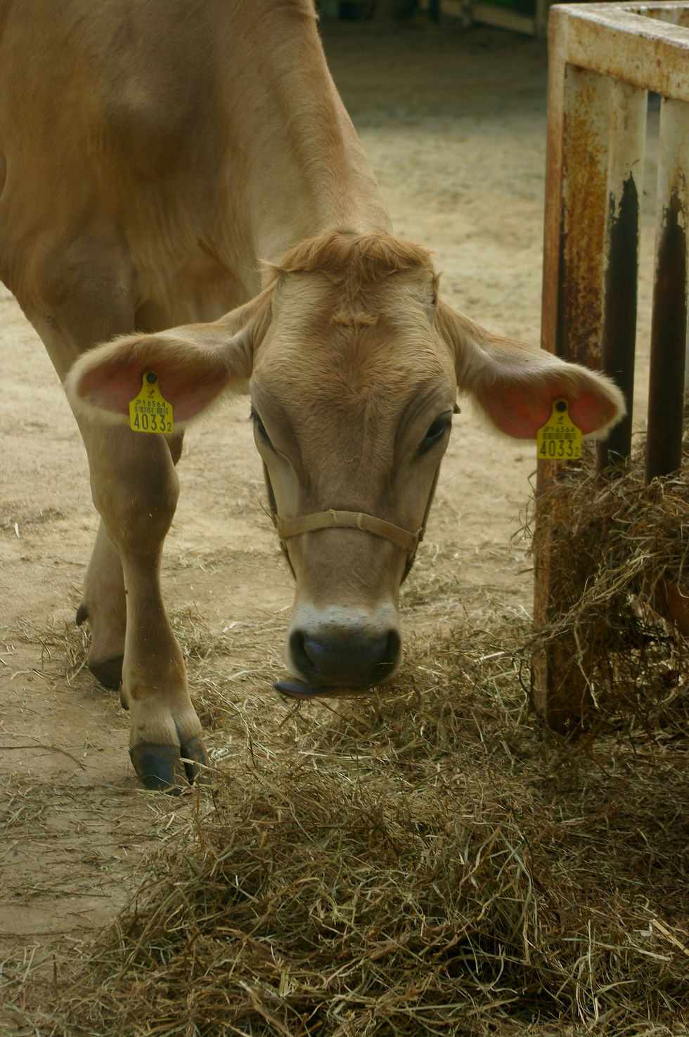 Aplicación de ivermectina en rancho por protocolo anti gusano barrenador.
