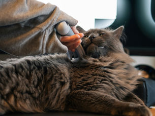 Chat qui se fait brosser