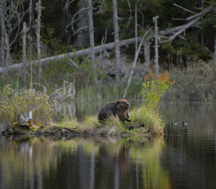 Ein Biber sitzt auf einer kleinen Insel im See, umgeben von Bäumen.