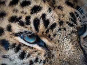 Close-up of leopard's intense eyes with blue irises. The fur is golden with black spots, filling the frame. Mood is focused and alert.