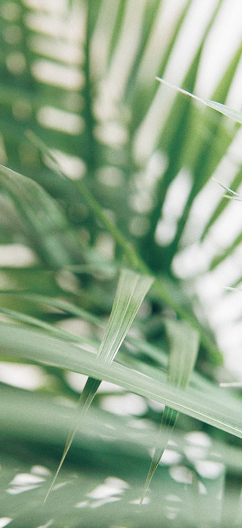 Image by Alex Perri