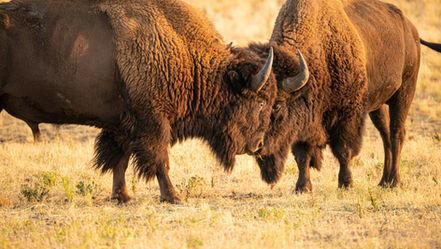 Playing the Victim Role