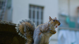 Squirrel! (The Difference Between Hearing God and Listening to God)