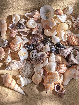 Image by Susan Wilkinson