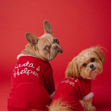Perros con Pedigree