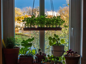 Plantes en pot et jardinière suspendue.