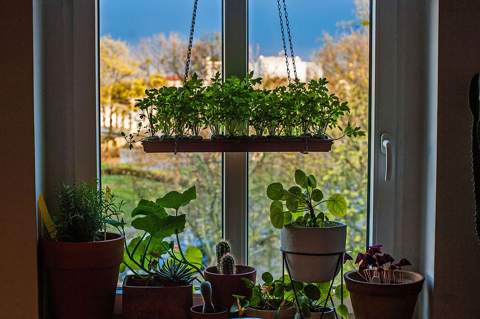 Plantes en pot et jardinière suspendue.