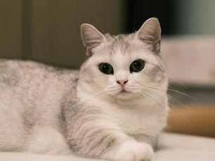 Le Munchkin