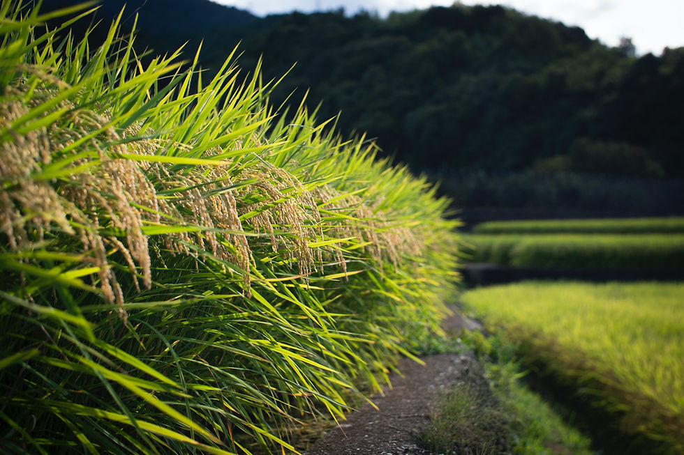 Rice Extract (Oryza Sativa)