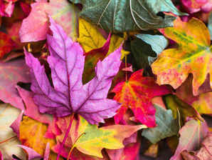 Feeling Drained? Try Gentle Reiki Support This Fall