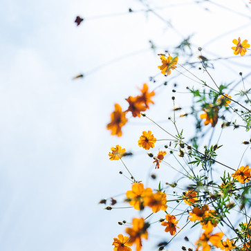 Image by Masaaki Komori