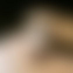 An overweight cat enjoys a sunbeam