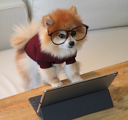 Image by Cookie the Pom