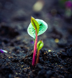 Image by Daniel Hajdacki