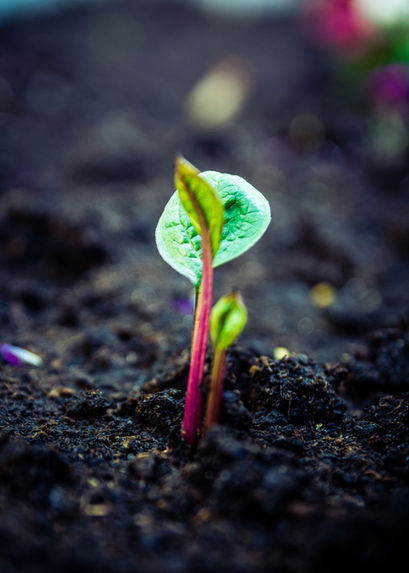 What is Church Planting