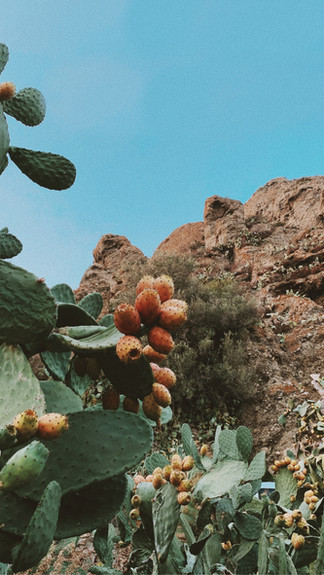 fichi d'india calabresi