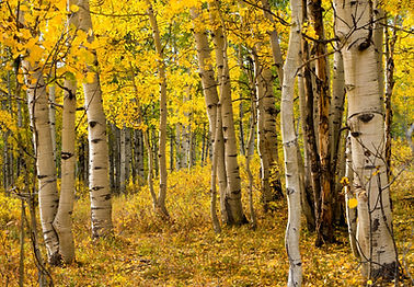 Yellow aspen trees in Colorado, Evergreen Colorado Real Estate Agents, Evergreen Colorado homes for sale