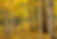 Yellow aspen trees in Colorado, Evergreen Colorado Real Estate Agents, Evergreen Colorado homes for sale
