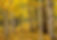 Yellow aspen trees in Colorado, Evergreen Colorado Real Estate Agents, Evergreen Colorado homes for sale