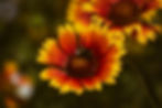 Indian Blanket (Gaillardia pulchella)