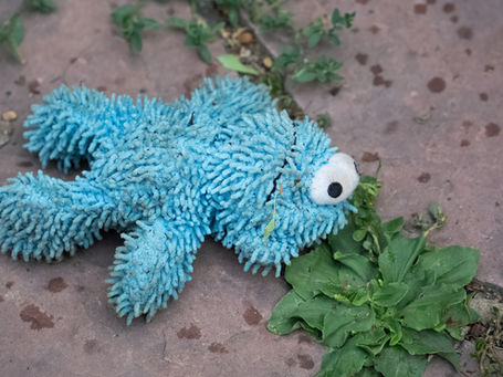Discarded Cookie Monster toy lying on the ground, symbolising lost childhood innocence and the emotional impact of adolescence. The image evokes themes of vulnerability, change, and the tragedy of growing up too soon.