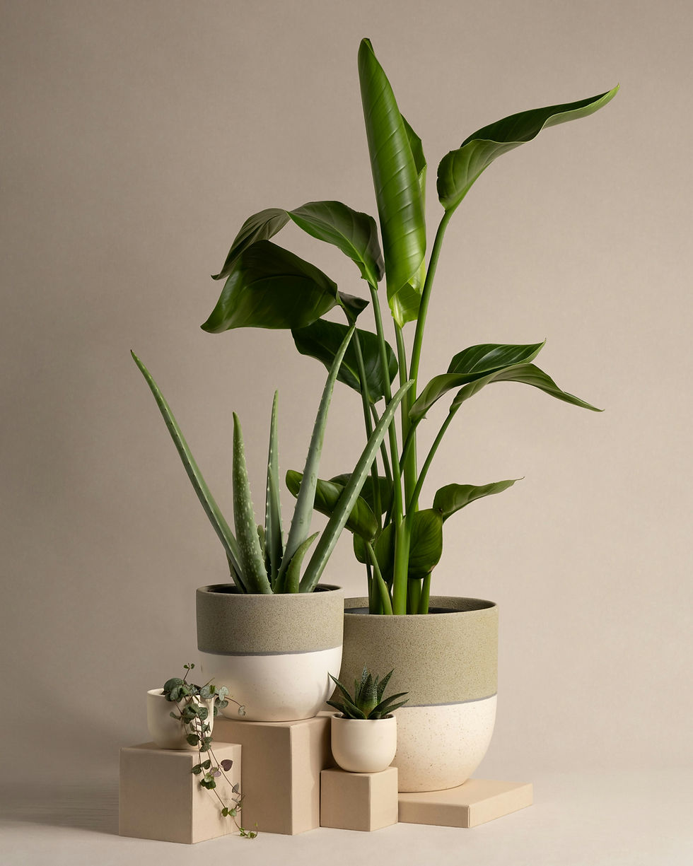 Plants easy-care indoor plants for home or office, adding greenery, freshness, and stylish natural décor
